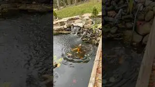 Feeding the Koi Before Winter 🐟 | Getting Ready for Hibernation