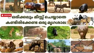 ഒരിക്കലും മിസ്സ്  ചെയ്യാതെ കണ്ടിരിക്കേണ്ട ഒരു മൃഗശാല | MYSORE ZOO | #hello_malayalee #mysore #zoo
