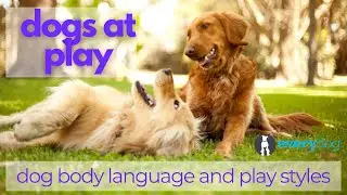 Dogs at Play- in dog parks, daycare, or your own neighborhood