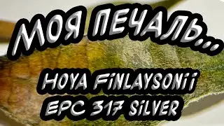 Hoya Finlaysonii EPC 317 silver