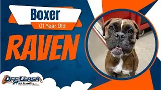 Boxer, 1 y/o, Raven | Best Boxer Training | Off Leash K9 Training