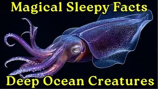Deep Ocean Sleep Story 🌊 Calm Voice & Fascinating Deep Sea Facts for Instant Relaxation