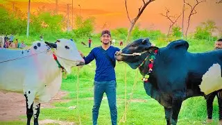 Alhumdulillah Our Sultan's 😍-Bakra Eid 2023-Dangerous Cow Unloading 2023 - Fateh Jang Bulls 2023