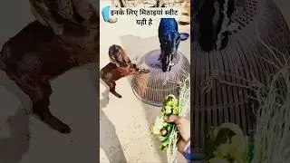 इनके लिए मिठाइयां स्वीट यही है #viralvideo #catvideos #rabbit #goatfarming #goat