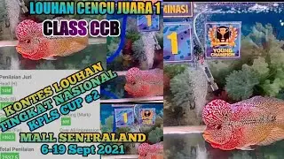 LOUHAN CENCU JUARA 1 DI KONTES KPLS CUP #2 SEMARANG #louhan #ikanlouhan #cencu #cencuindonesia