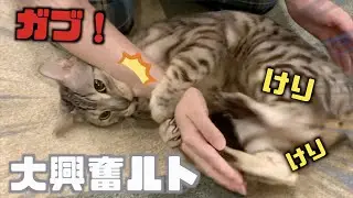 ルトに腰トントンしてあげたら仇で返された奥さん
