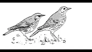 Birds of Mitcham Common   The Thrushes