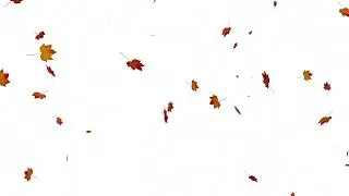 No copyright Falling Leaves animation on white Background | Autumn