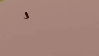 Coin Attack