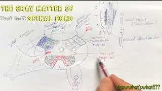 Spinal Cord Gray Matter Made Easy | Neuroanatomy And Physiology | Science