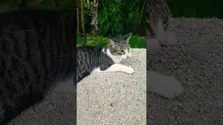 #puspin #cat #shorts #youtubeshorts