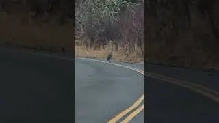move heron, get out the way!  1/10/26