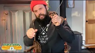 Grafting Trees