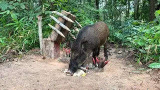 Amazing Quick Powerful Wild Pig Trap Make By Sharp wood with Rubber #campping #animals #wildlife 
