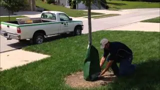 Tree Gator