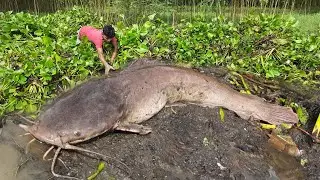 Amazing Fishing Video  2025.  Village Boy Catching Fish By Hand In Rainy Water#fishing