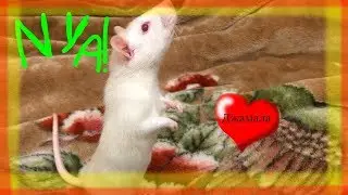 КРЫСА НА ПРОГУЛКЕ | RAT ON THE WALK