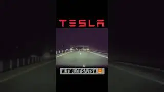 #Tesla #Autopilot #saves a #life of #animal (part.3)