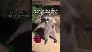 Grow A Garden Racoon in Real life #roblox #growagarden #robloxedit #robloxgames