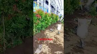 #yutubeshorts #videos #lendscape #aktifitas #nature
