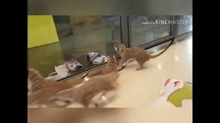 сурикатовое кафе в Сеуле из Орел и Решка. MEERKAT CAFE IN SEOUL