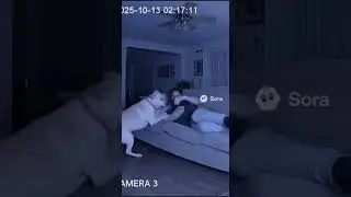Caught on Cam: Brave Dog Fights Off a Thief! 🐕💪#SecurityCamera #HeroDog #CaughtOnCam #PetProtection