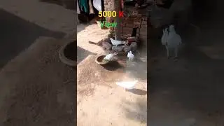 #pigeon #automobile #foryou #new #pigeon #birds #automobile #funny 5000k #comedy #tractor #music