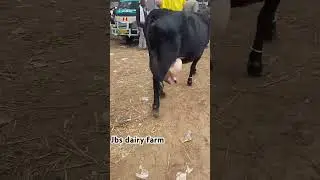 Jbs dairy farm  #cow #dairy #dairyfarm #farming #dairyproducts #dairyfactory  #farmer #dairyanimals
