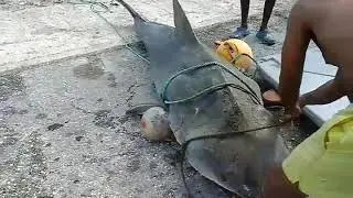 Big tiger shark caught off the East of Barbados. over 600.lbs