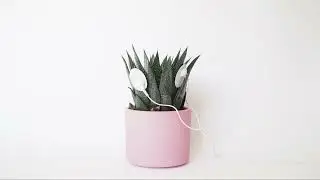 Anno Weihs | cosmosoniq | Biodata Sonification | Gasteria