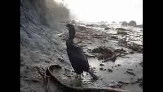 Little shag in New Zealand