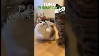 TOP 5 FUNNY VIDEO WITH CATS #cat