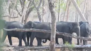 Elephant Herd @Kabini - Part01
