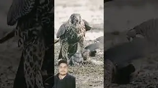 #عالم #new #trend #explor #wildlife #falcon #wildbirds #wildlifephotography #explore #animals