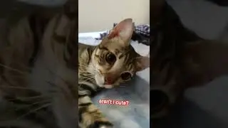 Aren't I Cute? #cuteanimals #realcat
