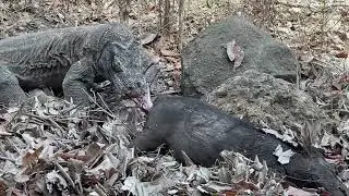 Komodo Dragon Nature&rsquo;s Ruthless Predator