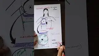 Anatomy of Breast: Trick+Concept to draw