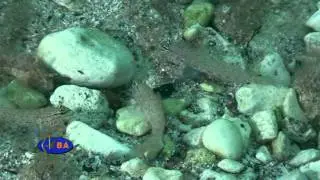 Бычок рысь. Рыбы Черного моря. Gobius bucchichi Bucchich's goby