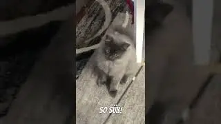 unheimlich s&uuml;ss! knuffig und klein! 🐈