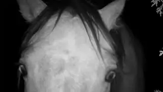 Eyeballs in the Night &ndash; Dusty&rsquo;s Bachelors on the Midnight Trail June 2025