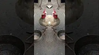 #Duck#🐓#funny  Hens#Pearl Hen#Rooster #roosterdance  #youtubeshorts#beautiful funny chickendance#hen