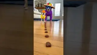 Crazy Outfit, Eyes on the Plate 😂 #dog #funnydogs #pets #shortsfeed #viralvideo #funnyanimals