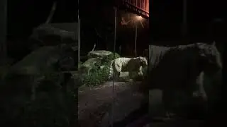 Majestic White Tiger 🌌: Nighttime Serenity in the Jungle #tranquility #shorts #relaxing #asmr