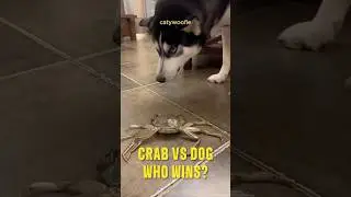 Plot Twist Ending, Dog VS Crab! | Funny Moment | Battle