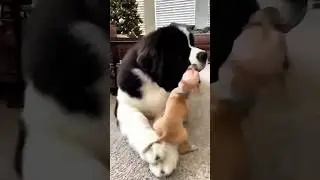 Tiny Dog vs Giant: The fight never ends! #shorts #funnydog