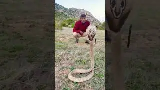 #spectaclecobra #🐍🐍🐍