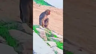 #funny #funmonkey #monkey #monkeycomedy #comedy #funymonkey #fun #monkeyjoking #animals #funnymonky