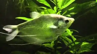 Гурами лунный (Trichogaster microlepis)