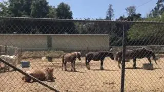 Griffith park trains ride