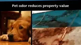 Pet Odor Removal Service & Urine Damaged Home Inspections.